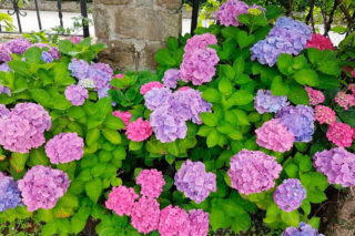 Hoteles rurales de Casonas Asturianas: un detalle del jardín del hotel La Casona de Tresali.